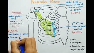 Pectoralis Minor muscle  Origin  Insertion  Innervation  Actions [upl. by Batha]