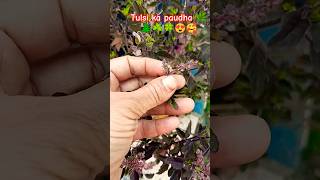 Tulsi ka paudha 🌿🌲☘️🍀🙏🙏nature plants gardening shorts short youtubeshorts viralshorts [upl. by Brothers]