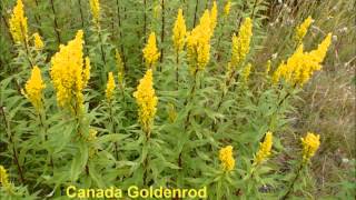 Solidago canadensis [upl. by Nawuq]