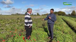 Collecting weed seed for herbicide resistance testing [upl. by Abagail]