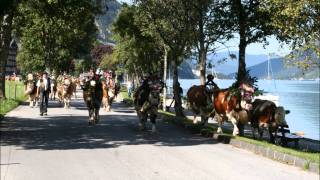 Rinderzucht Tirol Almabtrieb quotFam Josef Rieser PertisauquotAchensee 2011 [upl. by Farr]