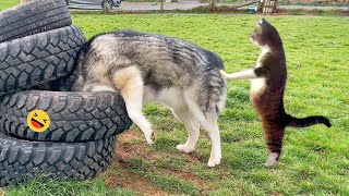 Funny Dogs And Cats Videos 2023 😅  Best Funniest Animal Videos Of The week 2 [upl. by Nnyletak]