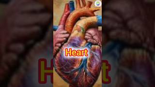 Heart 🫀anatomy and physiologytrending neet paramedical doctor neetmotivation mbbs heart [upl. by Hanahs639]