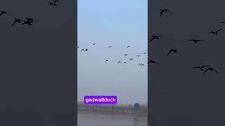 gadwall duckgoodshotviralvideo subcribemychannal viralclips youtubeshorts duckibhaiduckhunt [upl. by Saraiya]