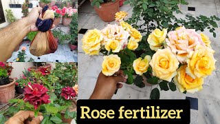 Best rose fertilizer rose organic fertilizer rose food rose care organic khaad गुलबा की देखभाल [upl. by Oecile]