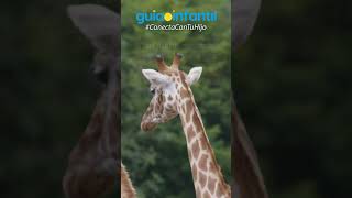 ¿Qué otros datos curiosos sobre animales conoces🦒🐒 DíaMundialDeLosAnimales EducaciónInfantil [upl. by Aleras]