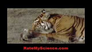 Tiger kills a monkey in ambush Rate My Science [upl. by Evie220]