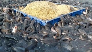 Catfish Farming In Cement Tank In Asiahybrid magur fish farming in india [upl. by Avot]