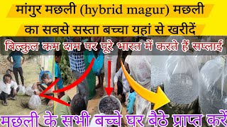 machli ka bij kaha milta hai magur fish farming in India hybrid magur fish seed pricemagur fish [upl. by Henig]