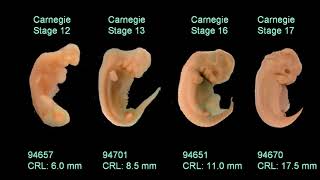 Embryology [upl. by Mascia]