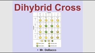 Dihybrid Cross [upl. by Zetneuq]