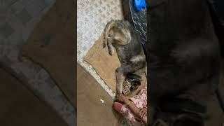 maharaja doglover dogowner dogshort dog dogtreatment snake bite dogshortsfeed youtubeshorts [upl. by Dusza929]