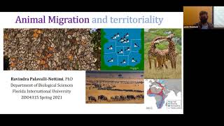 Animal migration lecture  Intro to Animal Behavior [upl. by Eeuqram]