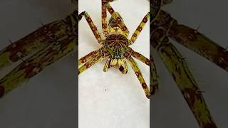 Insane Huntsman Spider [upl. by Yznyl]