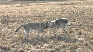 Saarloos wolfdog playing [upl. by Ylrahc143]