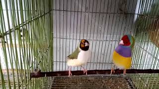 Gouldian Finch SingingDance [upl. by Marlen]