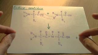 Enlace peptídico  Biología proteinas [upl. by Nohtiek]