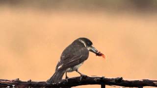 Grey Butcher Bird Hobart Tasmania [upl. by Leuqar]