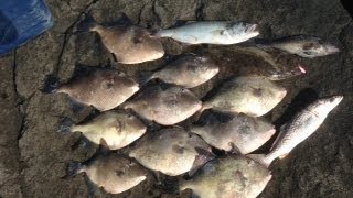 Jetty Triggerfish Fishing New Jersey  How To Catch Triggerfish [upl. by Bartolome740]