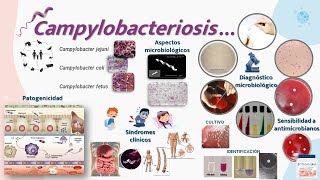 Campylobacter [upl. by Milty]