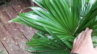 Livistona chinensis growing in Uk [upl. by Zoa]