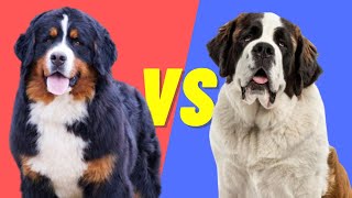 Saint Bernard VS Bernese Mountain Dog  Pros and Cons of the two Dog Breeds [upl. by Yenhpad78]