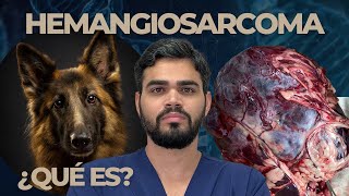 Hemangiosarcoma en Perros Todo lo que Necesitas Saber sobre esta Enfermedad [upl. by Panthia]