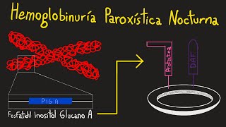 La Enfermedad que Destruye tus Glóbulos Rojos en la Noche  Hemoglobinuria Paroxística Nocturna [upl. by Androw]