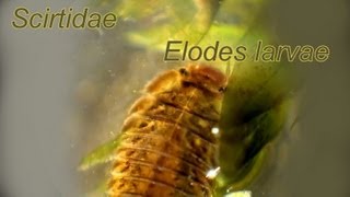 Scirtidae Elodes larvae [upl. by Liew]