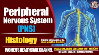 Peripheral Nervous System Histology [upl. by Jeramie]