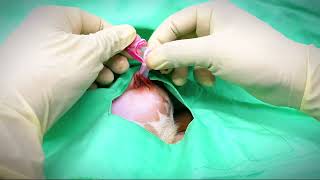 small dog castration self ligation easy methodcaninecastrationveterinary dog surgerytips [upl. by Oyek]