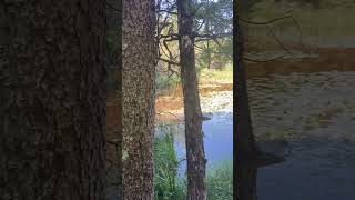 Pintail Pond Nature Trail offers views of a rare northern fen [upl. by Imoian211]