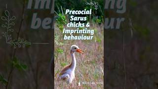 Sarus Crane Chicks A Journey of Survival [upl. by Millburn]