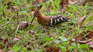 Birds and Reptile Wildlife Photography With Sigma 150600mm [upl. by Kalvn]