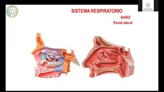 Clase Enfermería UCEVA Cavidad Nasal Faringe Laringe Tráquea y Pulmones 22 10 2021 [upl. by Poore]