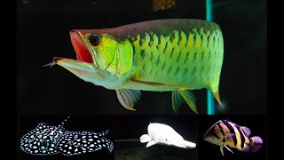 Best Top 10 Arowana fish tank mates  Arowana tank mates in community tank [upl. by Arehc646]