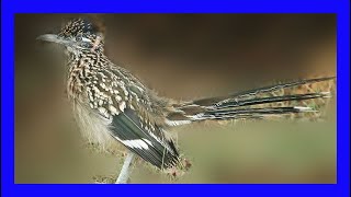 Greater Roadrunner Singing Greater Roadrunner Correcaminos Grande CantoGeococcyx Californianus [upl. by Nylteak]