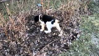 Springer Spaniel puppy hunting video 1 [upl. by Ahsilet339]