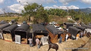 Cabalgata Armenia Quindio 2013 [upl. by Adnih]