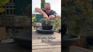 bonsai project Creeping juniper Icee blue plantlover bonsaitree comofazerbonsai garden [upl. by Charles13]