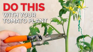 How to Prune Tomatoes to Get MORE FRUIT  Tomato Plant Care Guide [upl. by Aohsoj]