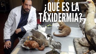 ¿Qué es la Taxidermia [upl. by Nirmak50]