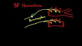 Heart 10  Blood pressure regulation  Baroreceptors [upl. by Lay614]