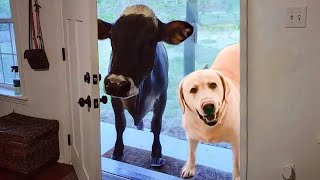 When your dog brings home a friend 🙈🤣Funniest Dog Ever [upl. by Uni827]