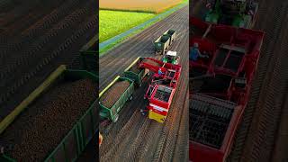 kartoffel potatoes fendt 930 936 828 ernte harvest roden cool drohne dji drohnenvideo [upl. by Yelsgnik71]