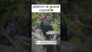 Qui a kiffé le grand coucal  😂😂 coucou animals oiseaux sifflement drole [upl. by Yelsa]