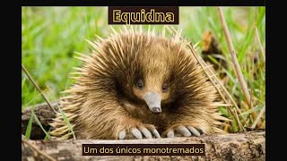 Equidna  Um dos únicos da ordem dos monotremados [upl. by Jollanta793]