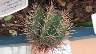 Minha coleção de Melocactus identificados [upl. by Ahseuqal]