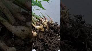 How to Grow Ginger at Home plants shorts farming [upl. by Asilahs552]