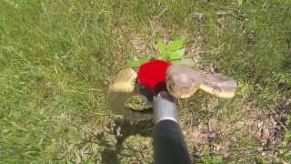 Rattlesnake Hunting Pa Trout Fishing [upl. by Tega314]